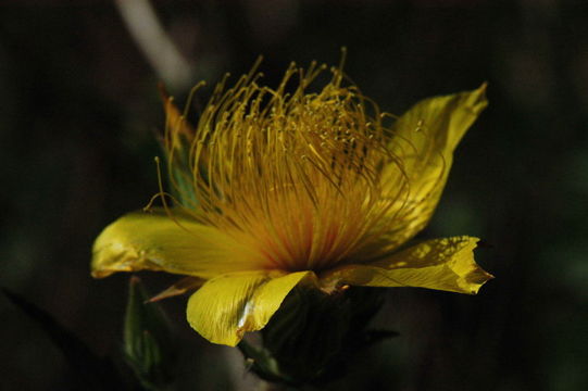 Image of Sierra blazingstar