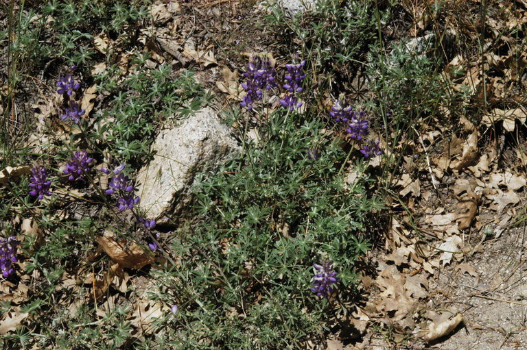 Image of Sierra lupine