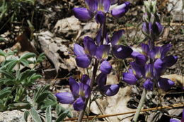 Image of Sierra lupine