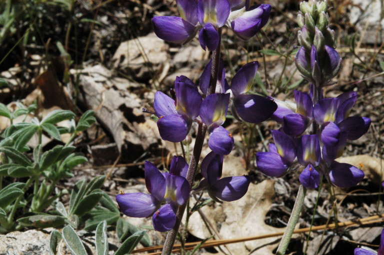 Image of Sierra lupine