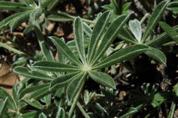 Image of Sierra lupine