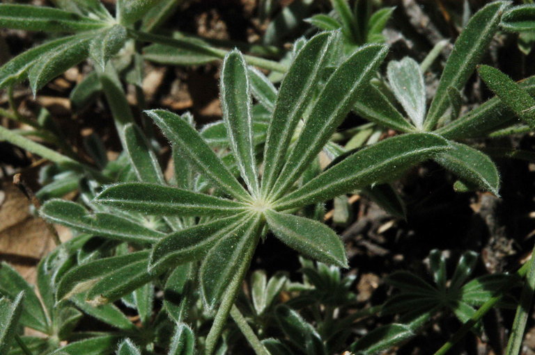 Image of Sierra lupine