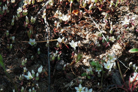 صورة <i>Minuartia californica</i>