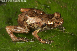 Image of Caretta Robber Frog