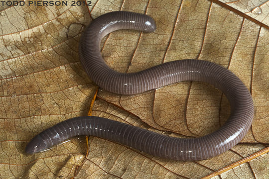 Image of Varagua Caecilian