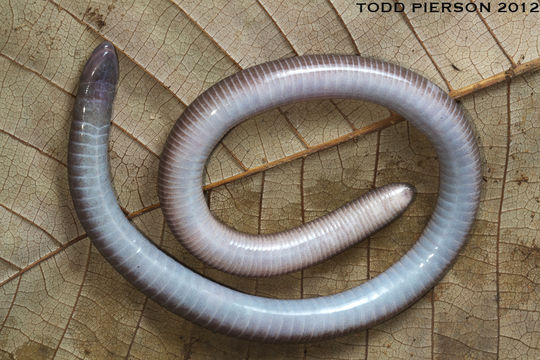 Image of Varagua Caecilian