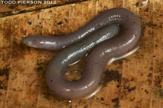 Image of Varagua Caecilian