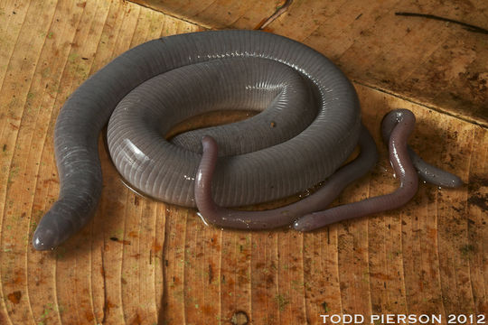 Image of Varagua Caecilian