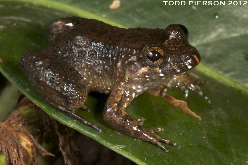 Image of Black Jungle-Frog