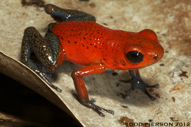 Image of Flaming Poison Frog