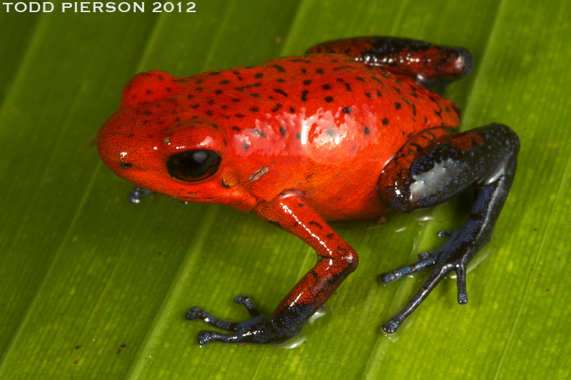 Strawberry poison-dart frog - Wikipedia