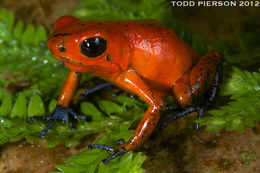 Image of Flaming Poison Frog