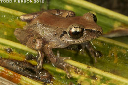 Image of Rio San Juan Robber Frog