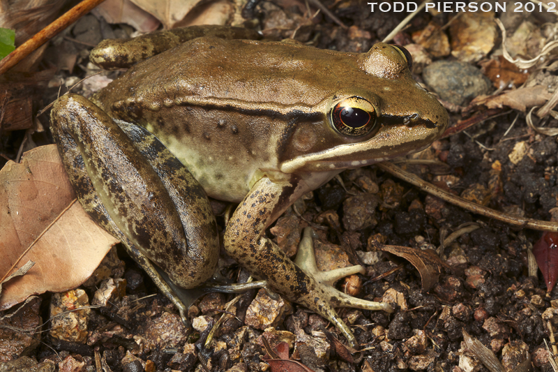 Image de Lithobates maculatus (Brocchi 1877)