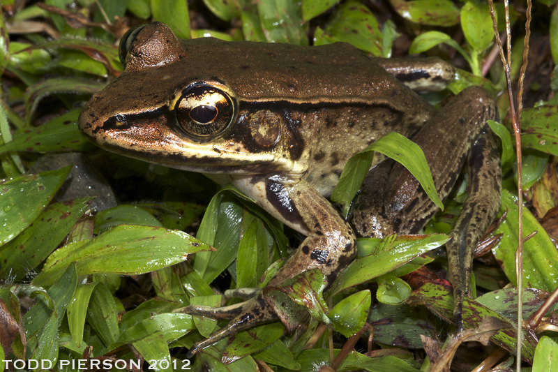 صورة Lithobates vaillanti (Brocchi 1877)