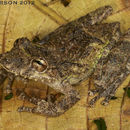 Image of Boulenger's Snouted Treefrog