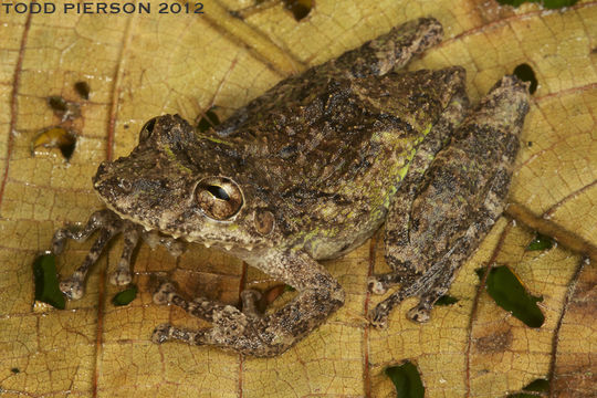 Image of Boulenger's Snouted Treefrog