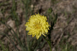 Pyrrhopappus rothrockii A. Gray resmi