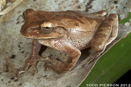 Image of Cross-banded Treefrog