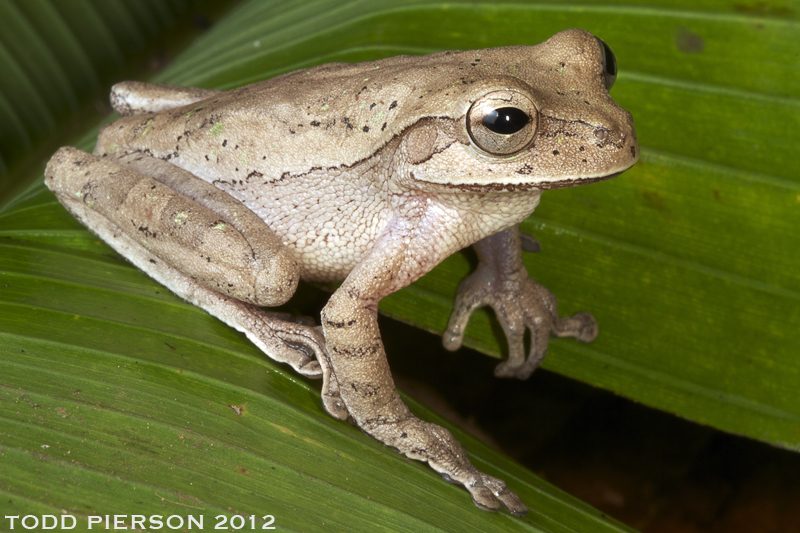 Image of Cross-banded Treefrog