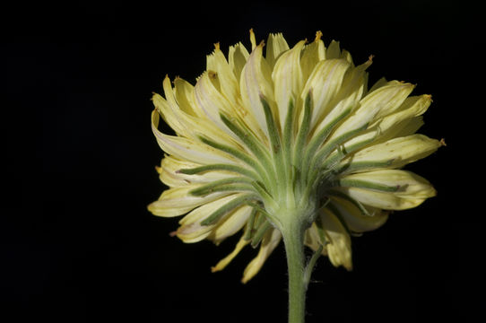 Image of Pyrrhopappus rothrockii A. Gray