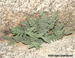 Image of <i>Cheilanthes parryi</i>