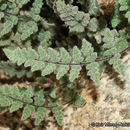 Imagem de <i>Cheilanthes parryi</i>