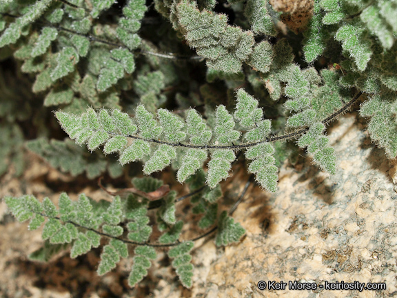 Image of <i>Cheilanthes parryi</i>