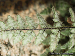 Image of <i>Cheilanthes parryi</i>