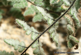 Image of <i>Cheilanthes parryi</i>