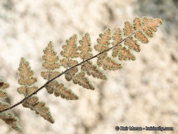 Image of <i>Cheilanthes parryi</i>