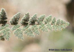 Image of <i>Cheilanthes parryi</i>