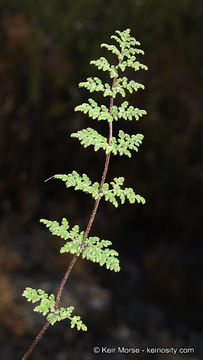 Image of <i>Cheilanthes viscida</i>