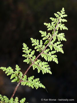 Image of <i>Cheilanthes viscida</i>