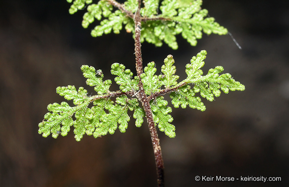 Image of <i>Cheilanthes viscida</i>