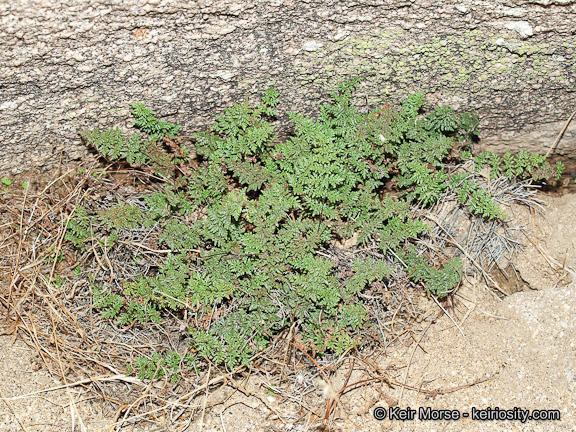 Image of <i>Cheilanthes viscida</i>