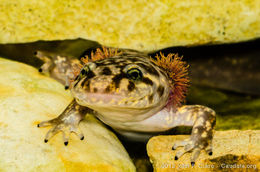 Image of Coastal Giant Salamander