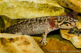 Image of Coastal Giant Salamander