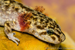 Image of Coastal Giant Salamander