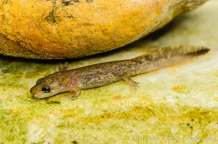 Image of Coastal Giant Salamander