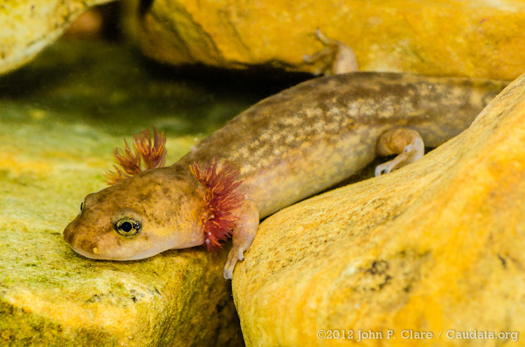 Image of Coastal Giant Salamander