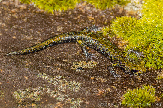 Image of Black Salamander