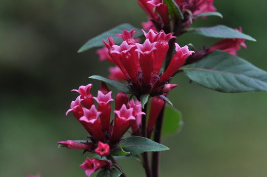 صورة Cestrum fasciculatum (Schltdl.) Miers