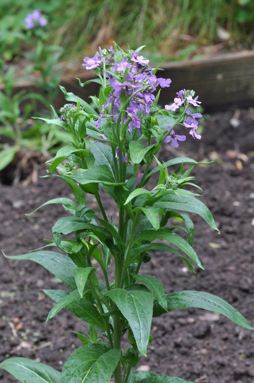 Plancia ëd Matthiola incana (L.) W. T. Aiton