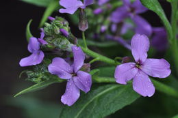 Plancia ëd Matthiola incana (L.) W. T. Aiton