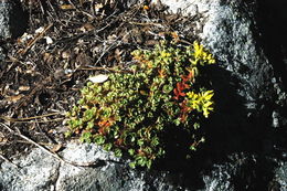 Image of oblongleaf stonecrop