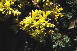 Image of oblongleaf stonecrop