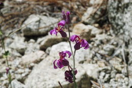 Plancia ëd Streptanthus fenestratus (Greene) J. T. Howell