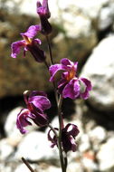 Plancia ëd Streptanthus fenestratus (Greene) J. T. Howell