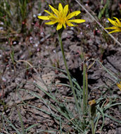 صورة Agoseris parviflora (Nutt.) D. Dietr.